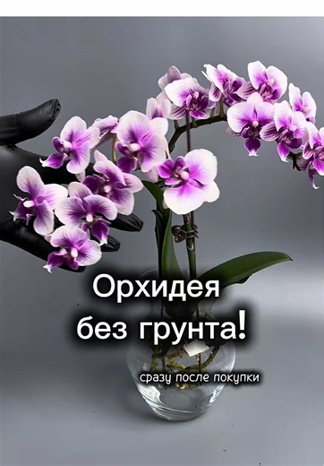Уход за орхидеями: как выращивать без грунта