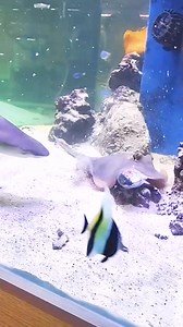 2.4M views · 5.9K reactions | #reelsvideo #reels #reelsfb #fish #Zebra #Fish #zebradoghead #fisheat #eat #amazing #zebradoghead #zebradog #zebra #dog #head #animal #wildlife #nature #cute #adorable. | Giana Show | Facebook