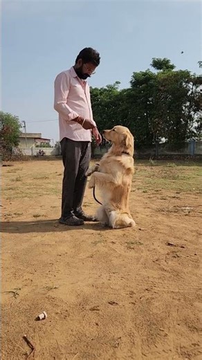 how to start a golden boy training sit shek hand heal slute and no