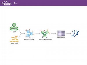 Development of Monoclonal Antibodies - Creative Biolabs