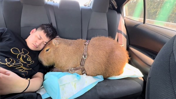 Capybara relaxes in moving car with owner in Beijing, China