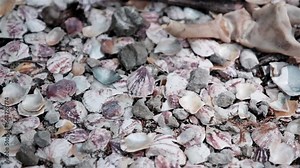 Small oyster shells rocks and a crabs claw on the ground near a pearl farm in Tahiti
