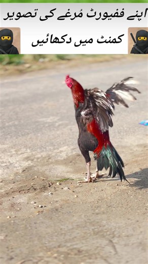 Cute Chickens Compilation