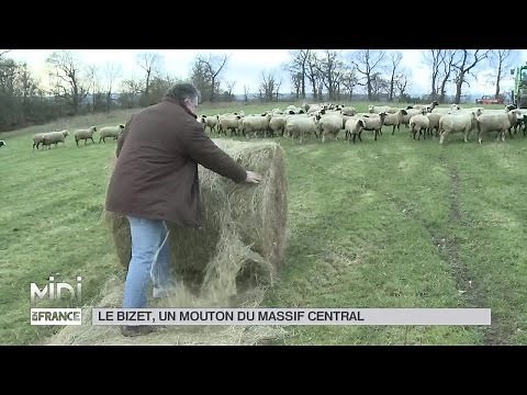 ANIMAUX : Le Bizet, un mouton du Massif Central