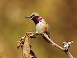 Costa's Hummingbird with a stunning iridescent purple throat