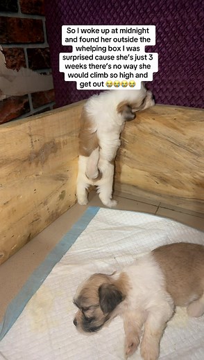 I’m shocked 😂😭😭😭💀#lhasaapso #dogs #fyp #relatablecontent #viral | dogs
