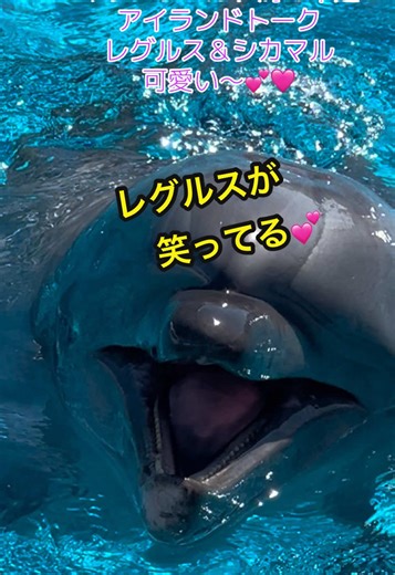 マリンワールド海の中道のイルカプール体験