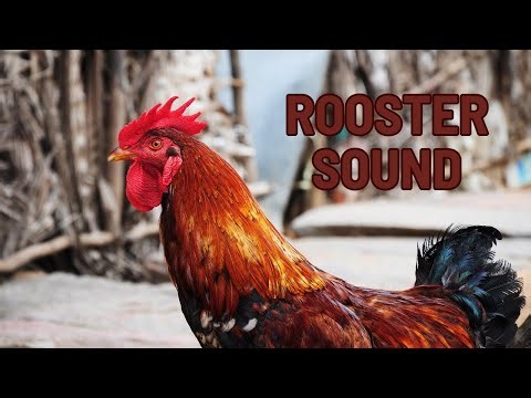 Rooster Sound