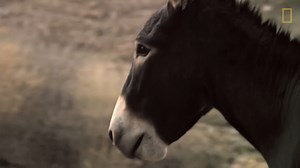 120K views · 2.2K reactions | L'introduction d'ânes sauvages dans la vallée de la Mort est un exemple d'activité humaine qui a déséquilibré un écosystème fragile. | Nat Geo Wild France | Facebook