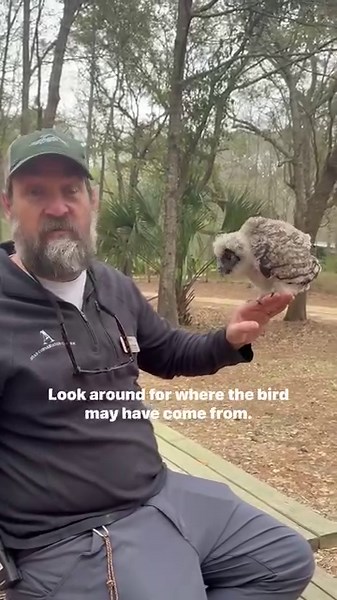 30K views · 1.9K reactions | It’s baby owl season! 諸黎Do you know what...