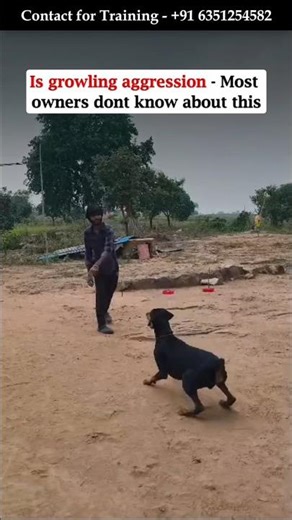 Is Your Dog’s Growling Aggression? The Truth Will Surprise You! By Akash Singh #dogbehavior #shorts