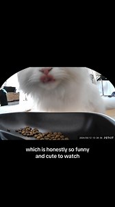 Amazon cat finds that make my life easier 🐈 Watching Cleo eat her food from the automatic food dispenser is the funniest thing.. she’s an angry chewer 😡😡 @tinecoglobal @petkitofficial #ad | Cleo the City Kitty