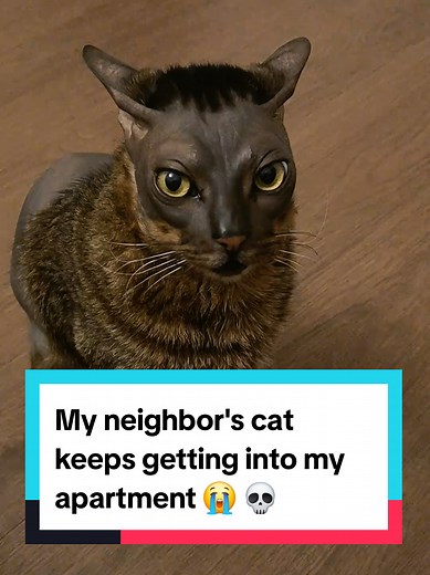 Neighbor's Cat Sneaks into Apartment! 😭💀