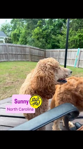 UPDATE: Sunny-NC has been adopted❣️ ▪️▪️▪️▪️▪️ Meet Sincere Sunny, a 16-month-old 42 lb. female Goldendoodle, who is an IDOG foster home in Leland, North Carolina. Sunny-NC can be described as: 🤔 Curious, 🥰 Affectionate 👋🏻 Easygoing/Fun 🎾 Active/Energetic 🩷 Loving, Sweet, Energetic *INQUIRIES SENT THROUGH PETFINDER WILL NOT BE ANSWERED AS WE DO NOT HAVE THE MANPOWER TO RESPOND TO THEM. PLEASE COMPLETE OUR ADOPTION APPLICATION HERE: http://www.idogrescue.com/adoption_application ‼️We do all