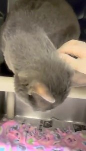 1.5K views · 111 reactions | ADOPTED!!! **YOUNG SENIOR ALERT**...