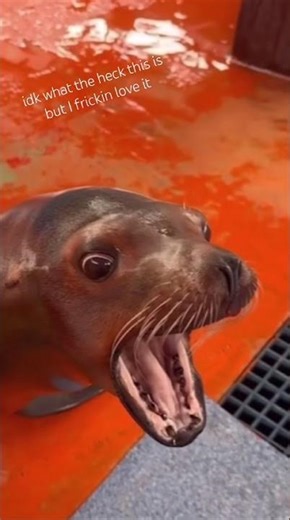 Sea lion tickle #funny #memes #fun #comedy
