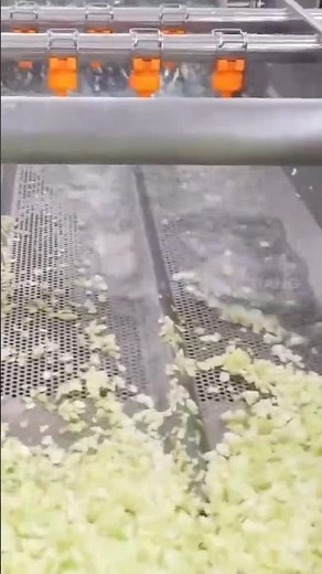 Cabbage Production Line, Cabbage Coring Slicing Washing Deawatering Machine #cabbage