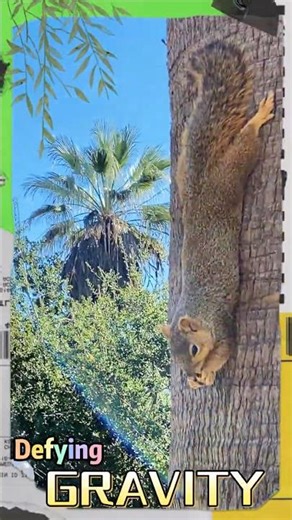 Squirrel Defying Gravity Eating | #animallife #squirrel #wildlife #nature #natural #eatingnuts #cute