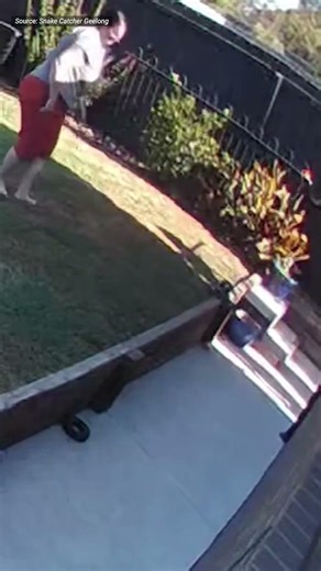 Snakes wraps itself around woman's leg