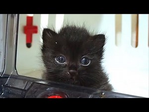 期待のまなざしで家主を見つめる黒猫の子猫【赤ちゃん猫】【保護猫 子猫】