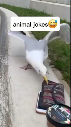 Animals Telling Jokes 😂 | Funniest Pet Moments!"