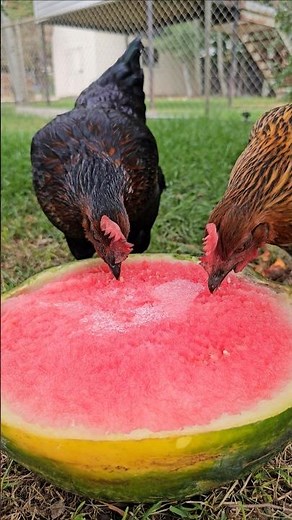 Awesome 3D Printed Chicken Arms #3dprinting #animals #backyardchickens