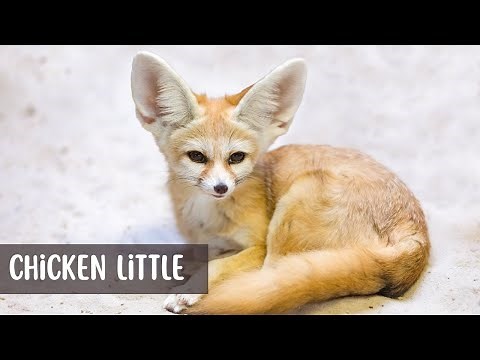 Chicken Little fairy tale for kids