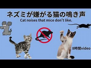 ネズミが嫌がる猫の鳴き声・ネズミ撃退音