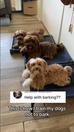 Stop Barking Like a Boss