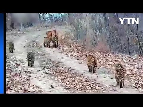 야생 백두산 호랑이 6마리 대가족 카메라에 첫 포착 / YTN