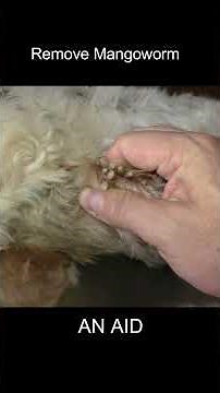 犬からワームを取り除くRemoving mangoworm in dog #Shorts #mangoworm