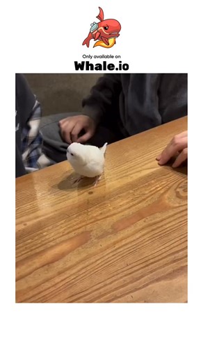 jestify on Instagram: "- The post shares a 12-second video of a white cockatiel eagerly participating in a human hand-stacking game on a table, with the bird perching atop the pile, captioned “I’m in..🐦😅” to humorously capture its enthusiastic involvement. - Uploaded by @Yoda4ever, a profile focused on positive animal content, the clip amassed 11,600 likes and 118,000 views in under a day, reflecting X users’ strong preference for lighthearted, feel-good animal interactions amid heavier news c