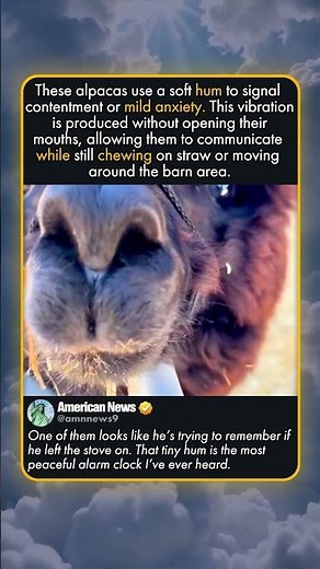 ALPACA HUMMING IS ADORABLE