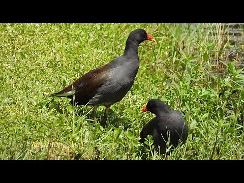 Gallinule d'Amérique, cri / Common Gallinule, call