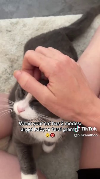 Understanding Cat Personalities: Love Bug or Chaos Demon