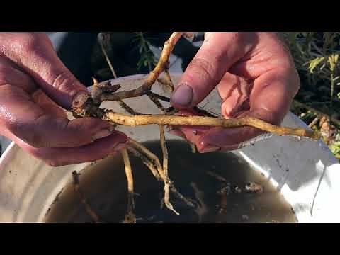 Myoga Ginger - Planting, Dividing and Site Considerations