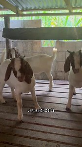 14K views · 173 reactions | Looking to upgrade your herd with strong,...