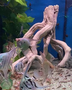 Stop clowning around 🤡 Check how beautiful these Clown Angels are!!!!! 😍 https://www.abyssaquatics.co.uk/product/clown-angelfish/ #abyssfish | Abyss Aquatic Warehouse