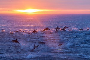 Five Fun Facts About Dusky Dolphins & Why I Think Swimming With Them is Ethically A-OK — The Greenest Blue