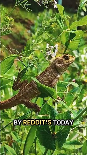 Western Fence Lizard Cures Ticks of Lyme Disease (It's Wild)