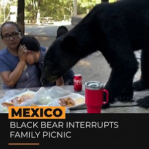 This Mexican family froze in silence as a hungry black bear joined their picnic in a northern Mexican nature reserve 🐻👇 | Al Jazeera English
