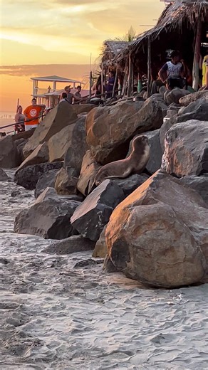 Foca hermosa en Playa El Espino: ¡conócela!