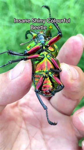 Insane Shiny Colourful Beetle 🪲