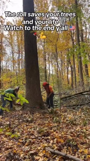 7K views · 455 reactions | The roll saves trees, like ,follow, and share for more videos like this! 望#realtalk #tkp #logger #thatisabigboombaby #greenbean #greenbean #dangerous #timber | Allen Collier | Facebook