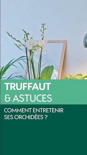 Comment entretenir ses #orchidées ? - Truffaut