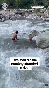 939K views · 17K reactions | Two men came to the rescue of a monkey stranded in a fast-moving river in India. After attempting to guide it to safety, they ultimately carried the animal to the riverbank. | CBS News | Facebook