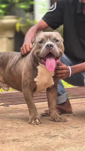 Unleashed Muscular Bully Camp on TikTok