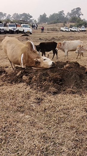 Stem ma kos tong kyndaw #hunting #glowingskin #dashboard #fingerstyleguitar #washingmachine #werseveryone #fiberrich | Suiam Shainki | Facebook