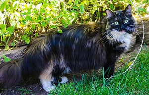 Rescued California Cat Sets the New Guinness World Record for Cat with the Longest Fur