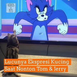 788K views · 12K reactions | Kucing Kucing Lucu Santuy Nonton Tom & Jerry - Video Kucing Lucu Dan Imut | Videos Of Pets | Facebook